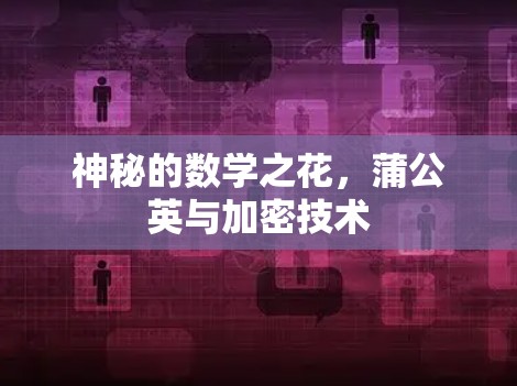 神秘的数学之花，蒲公英与加密技术